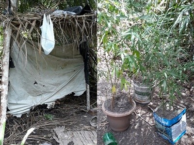 Cruz da Almas: PM descobre acampamento para cultivo de maconha em mata